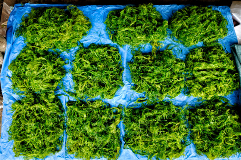 Bright green mounds of river weed arranged in rows on a blue tarp, filamentous algae texture visible