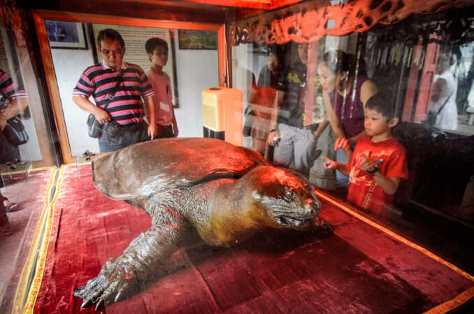 Ngoc Son Temple Hoan Kiem Turtle Giant Softshell Cast Display Hanoi Vietnam