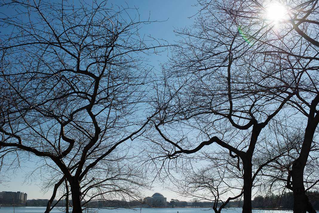 Washington DC Cherry Blossoms - DATE, 2014