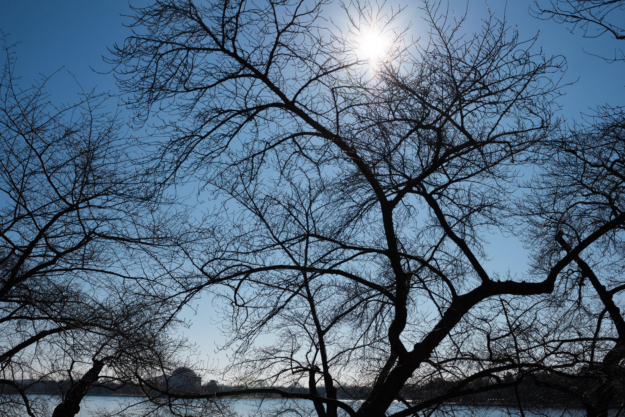 Washington DC Cherry Blossoms - February 11, 2015