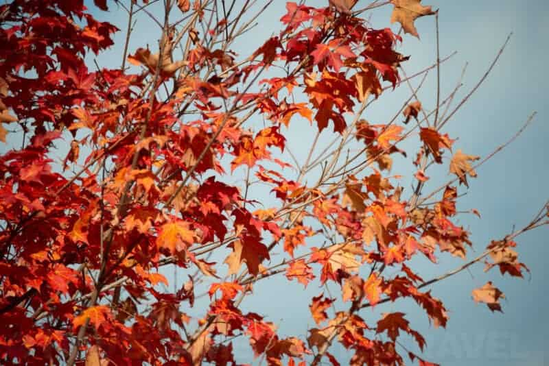 Sigma 150-600m Lens Sample Images