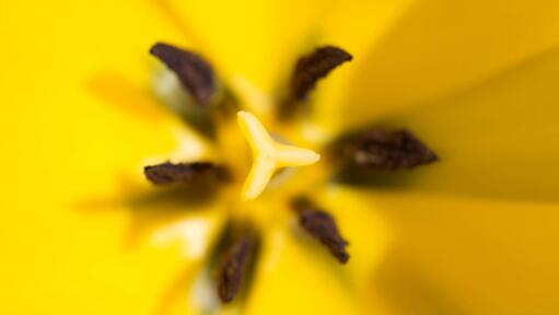 Nikon 200mm f/4 IF-ED Micro Lens