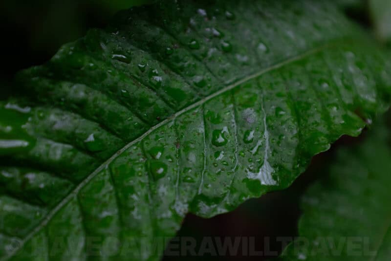 Fujifilm X100T Sample Images. Photo by David Coleman | havecamerawilltravel.com