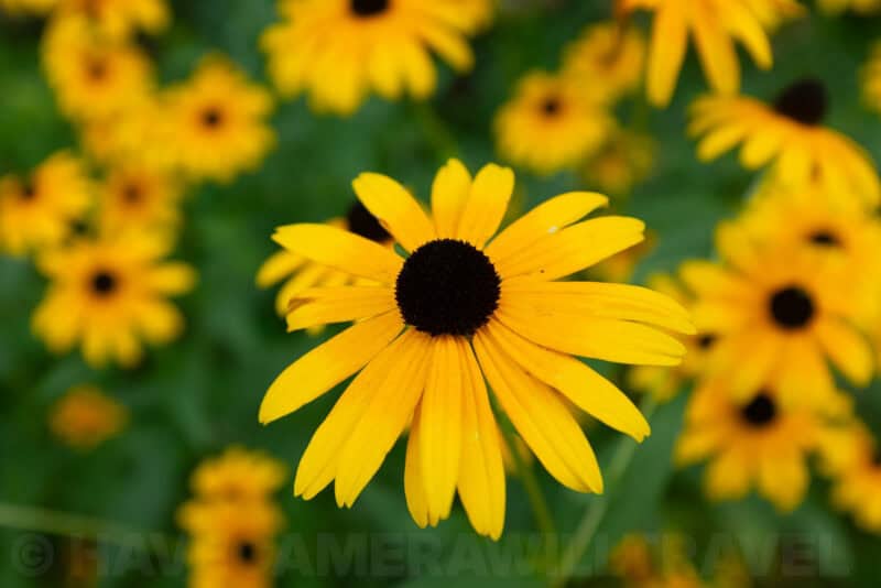 Fujifilm X100T Sample Images. Photo by David Coleman | havecamerawilltravel.com