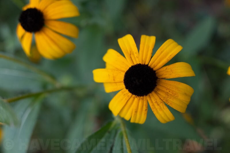 Fujifilm X70 Sample Image. Photo by David Coleman | havecamerawilltravel.com