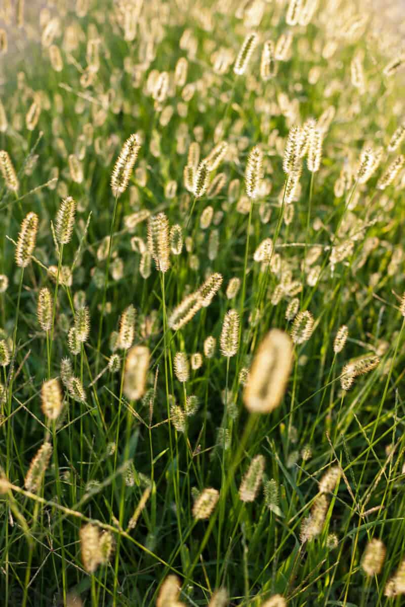 Photo taken with a Panasonic DMC-GF1 LUMIX G 20/F1.7 compact camera.