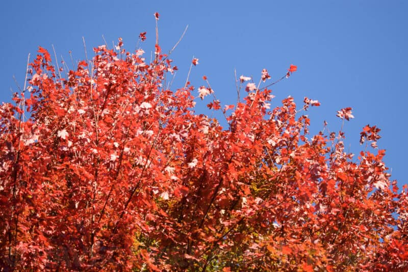 Photo taken with a Nikon D3400 DSLR