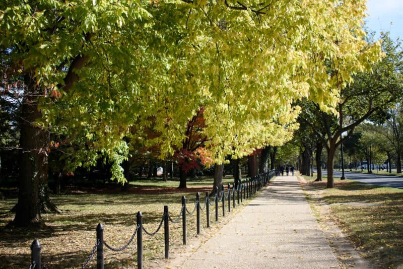 Tree-lined path with golden autumn leaves overhead beside a chained fence railing