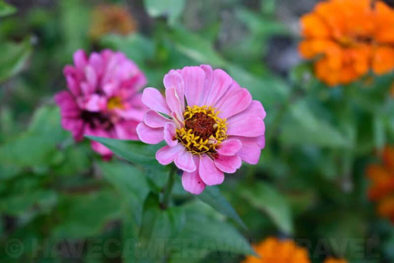 Pink zinnia flower in close-up with orange and purple blooms blurred in the background