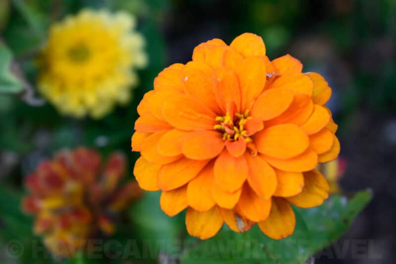 Close-up of a vivid orange zinnia flower in bloom with blurred blossoms behind