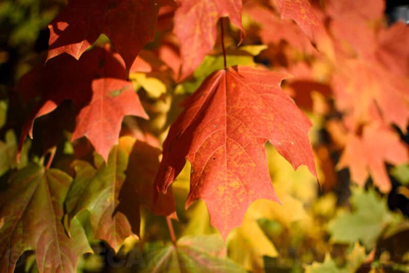 Sunlit red and orange maple leaves in close-up with a blurred green backdrop