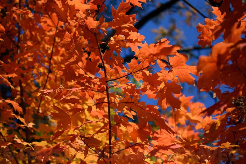 Sunlit orange maple leaves against a deep blue sky, backlit branches fanning outward