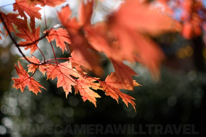 Backlit orange maple leaves on a branch with a soft bokeh forest background