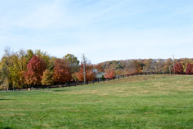 Rolling green pasture bordered by a dark fence and autumn-colored trees under a pale sky