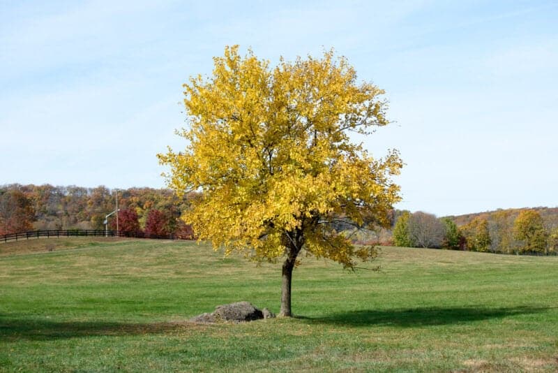 Solitary tree with golden yellow autumn foliage standing in an open green pasture