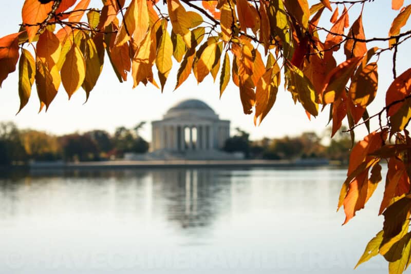 Jefferson Memorial seen across the Tidal Basin framed by golden autumn cherry tree leaves