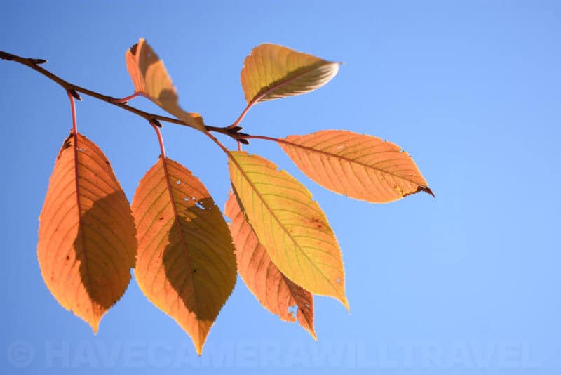 Backlit orange autumn leaves on a branch against a clear blue sky