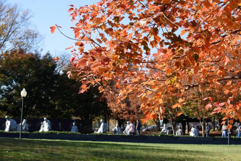 Orange autumn foliage overhanging the Korean War Veterans Memorial statues in the distance