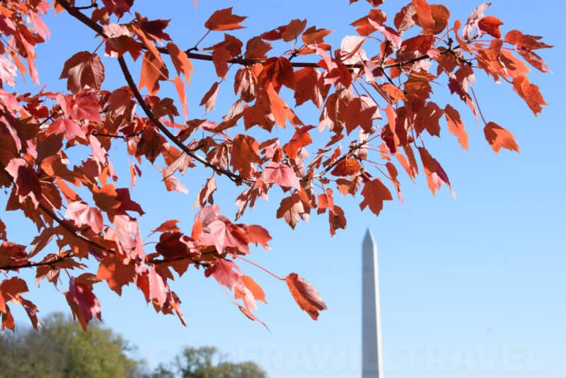 Red autumn maple leaves in foreground with the Washington Monument rising in soft focus