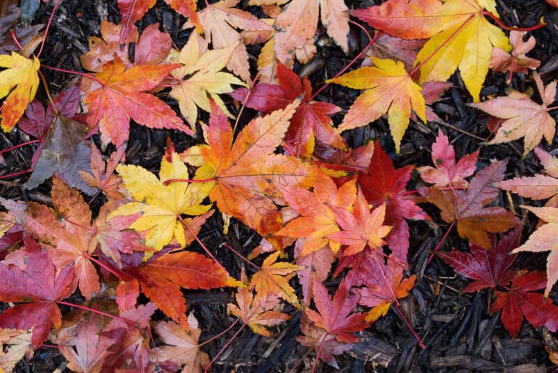 Fallen autumn leaves in red, orange and yellow scattered over dark mulch ground cover