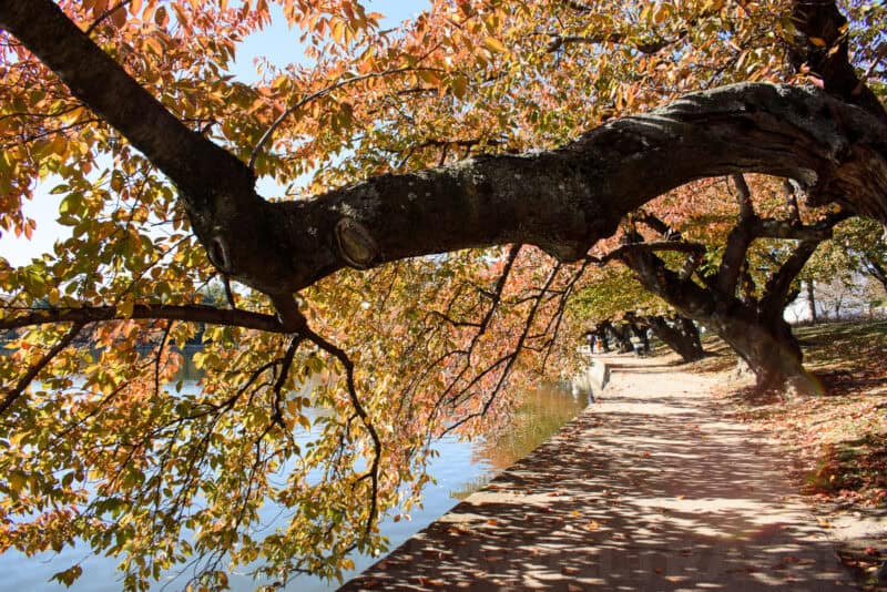 Overhanging autumn tree branch above a footpath along the Tidal Basin shoreline