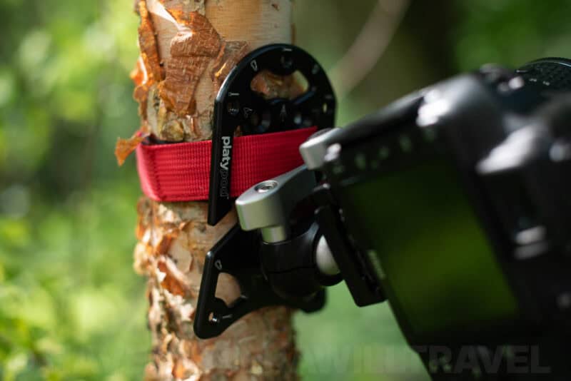 Platypod Ultra strapped around a tree trunk with a camera mounted via ball head