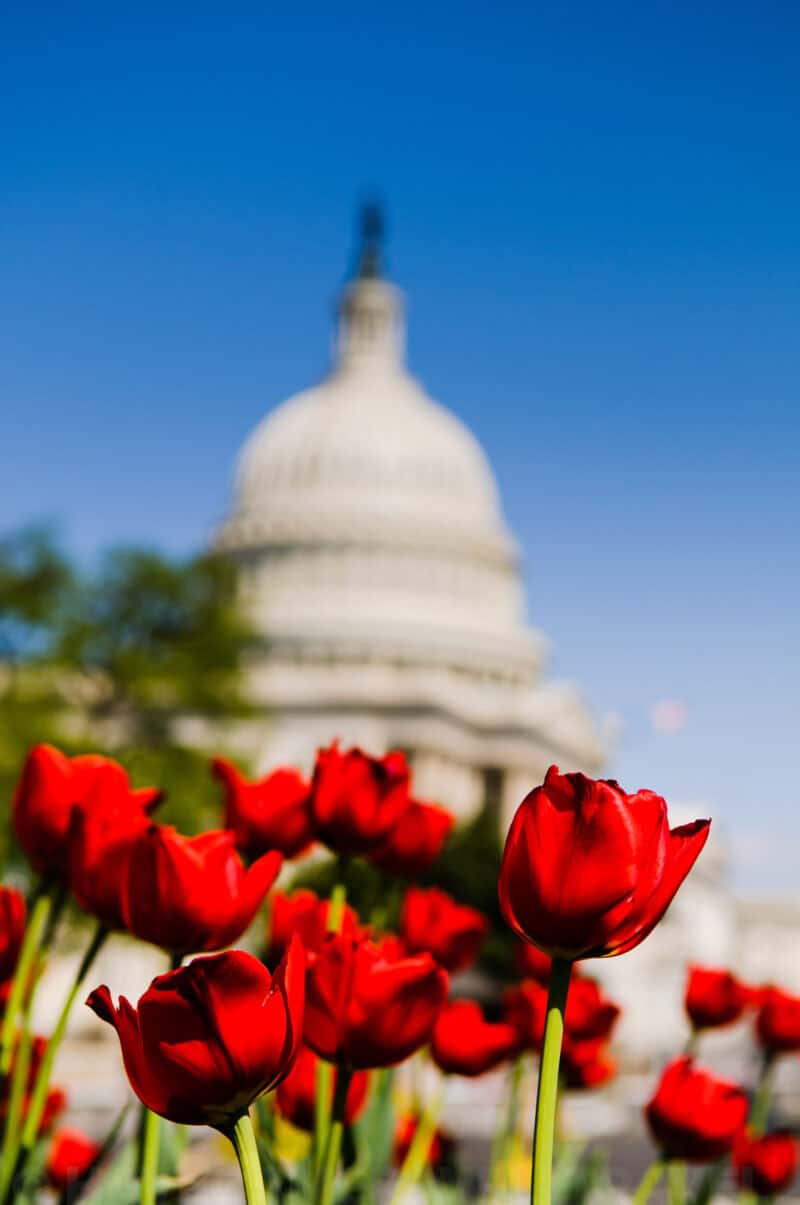 Red tulips in sharp focus with the U.S. Capitol dome blurred behind them