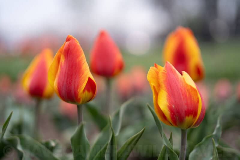 Sony 50mm f/1.4 ZA Prime Lens E-Mount