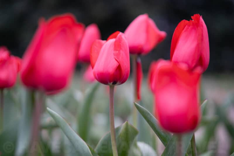 Sony 50mm f/1.4 ZA Prime Lens E-Mount