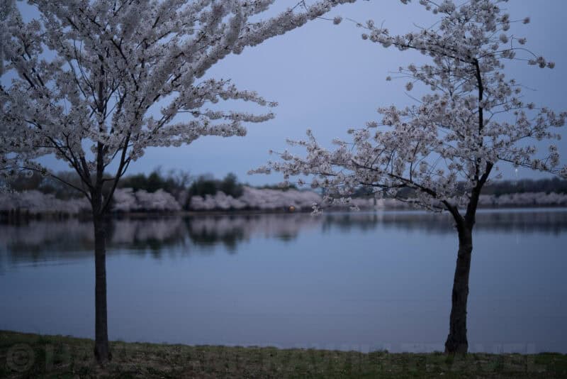 Sony 50mm f/1.4 ZA Prime Lens E-Mount