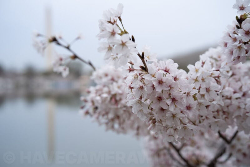 Sony 50mm f/1.4 ZA Prime Lens E-Mount