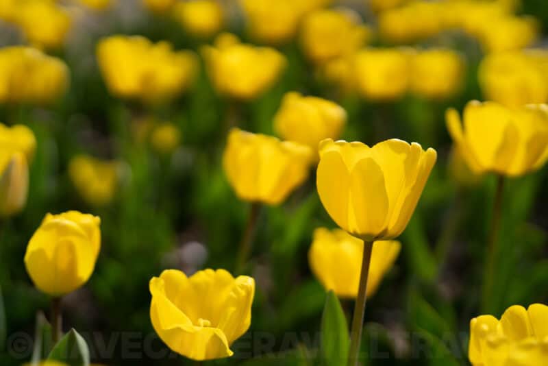Sony 50mm f/1.4 ZA Prime Lens E-Mount