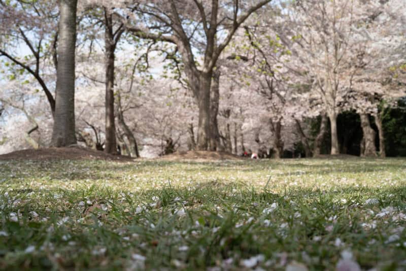 Sony 50mm f/1.4 ZA Prime Lens E-Mount