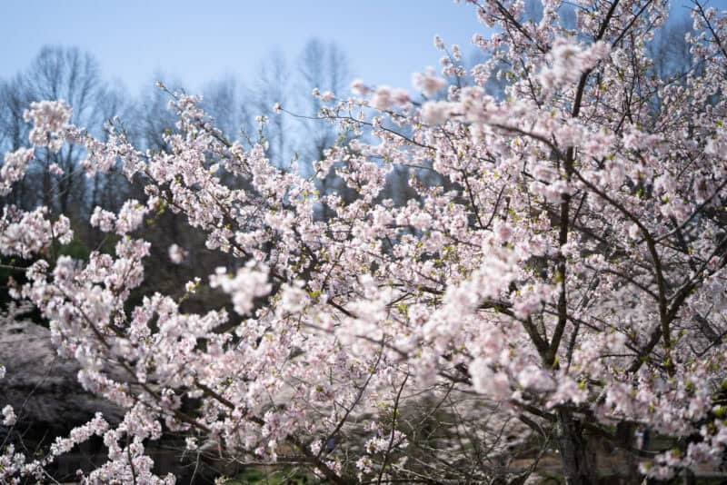 Sony 50mm f/1.4 ZA Prime Lens E-Mount