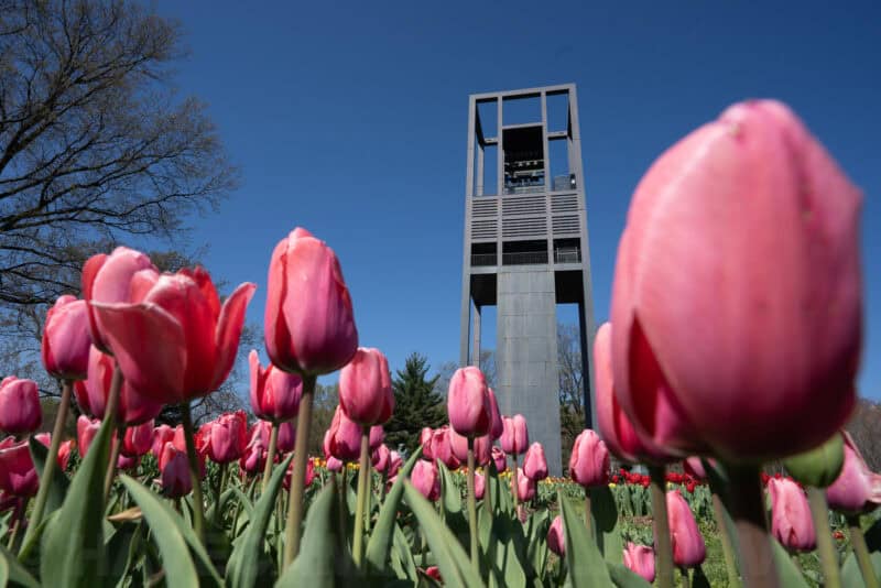 Netherlands Carillon tower rising above a bed of pink tulips under a clear blue sky