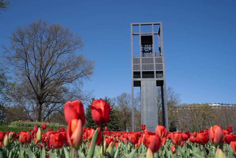 Netherlands Carillon tower rising behind a bare tree amid a field of red tulips