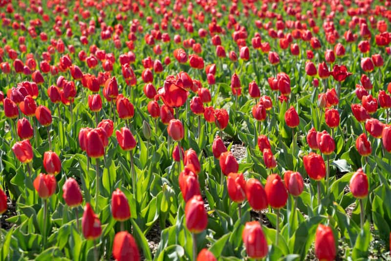 Field of red tulips stretching into the distance under bright sunlight