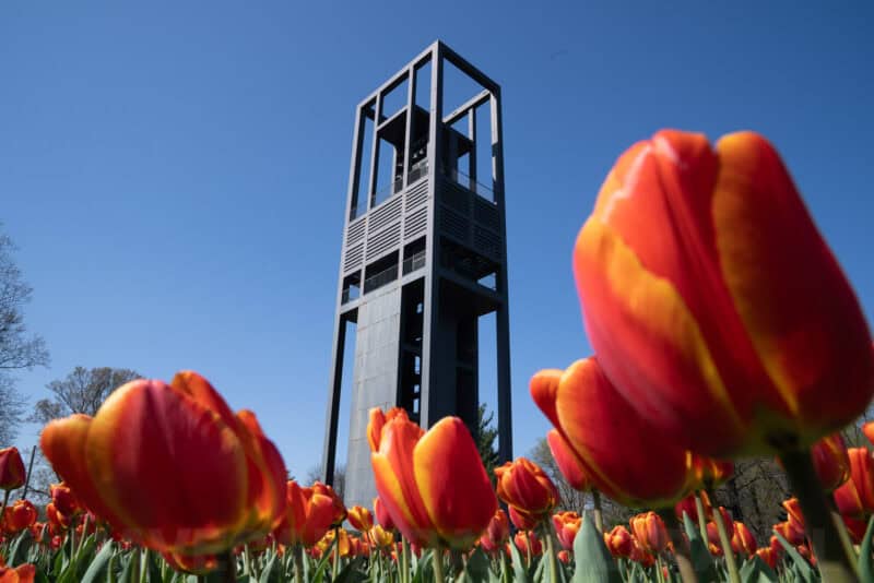 Netherlands Carillon tower rising behind a foreground of vivid orange and red tulips