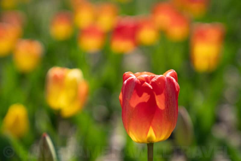 Close-up of a single red and yellow tulip in sharp focus against a blurred flower field