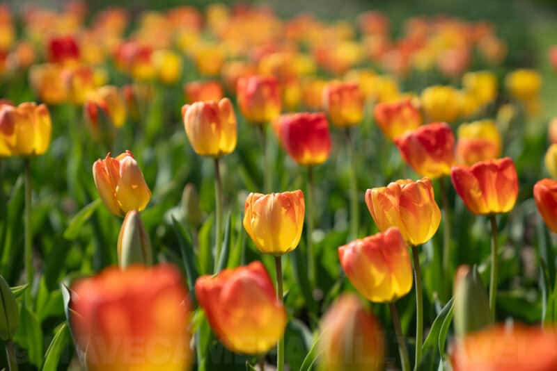 Rows of orange and yellow tulips in a sunlit field, shot with a shallow depth of field