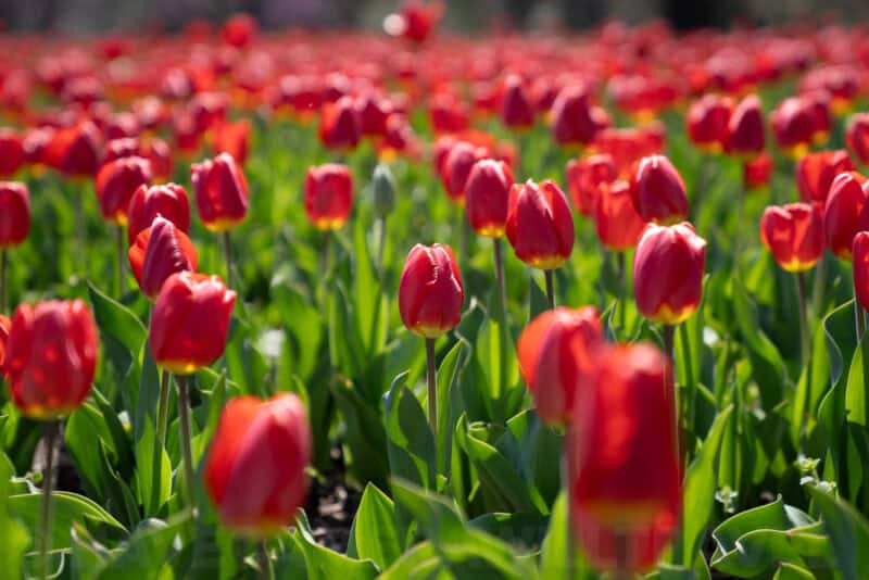 Field of red tulips with yellow throats in soft golden sunlight