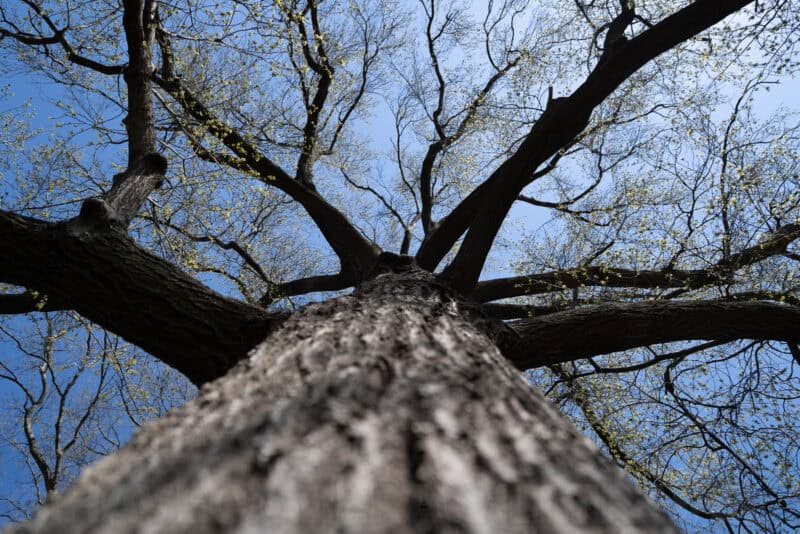 Looking straight up a tree trunk into a spreading canopy of bare branches against a blue sky