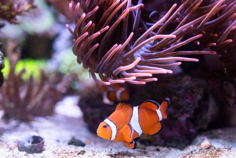 Orange clownfish swimming beside a sea anemone in an aquarium tank