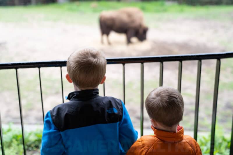 Two young boys in jackets watch a bison from behind a railing at a zoo enclosure