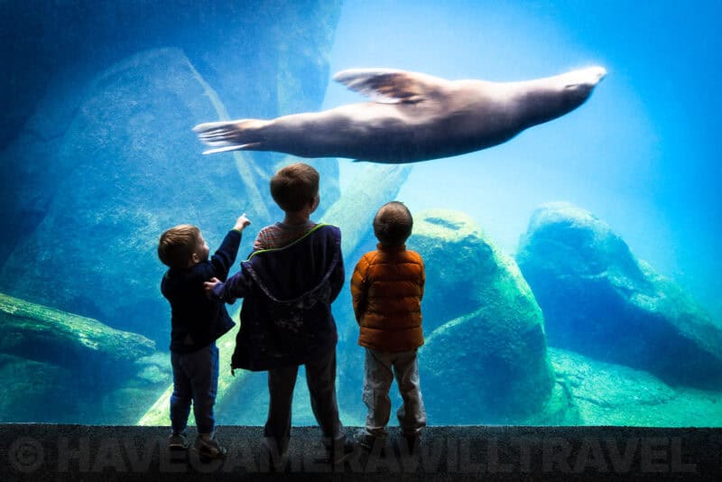 Children silhouetted against an aquarium tank watching a sea lion glide overhead underwater