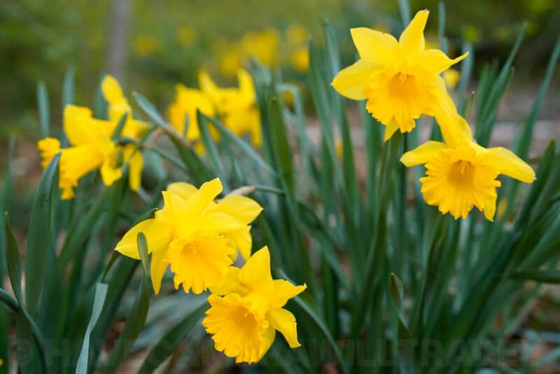 Bright yellow daffodils in bloom photographed close-up against a blurred garden backdrop