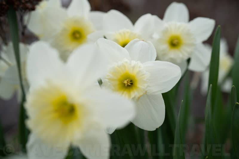 Cluster of white daffodils with yellow centers photographed in soft natural light