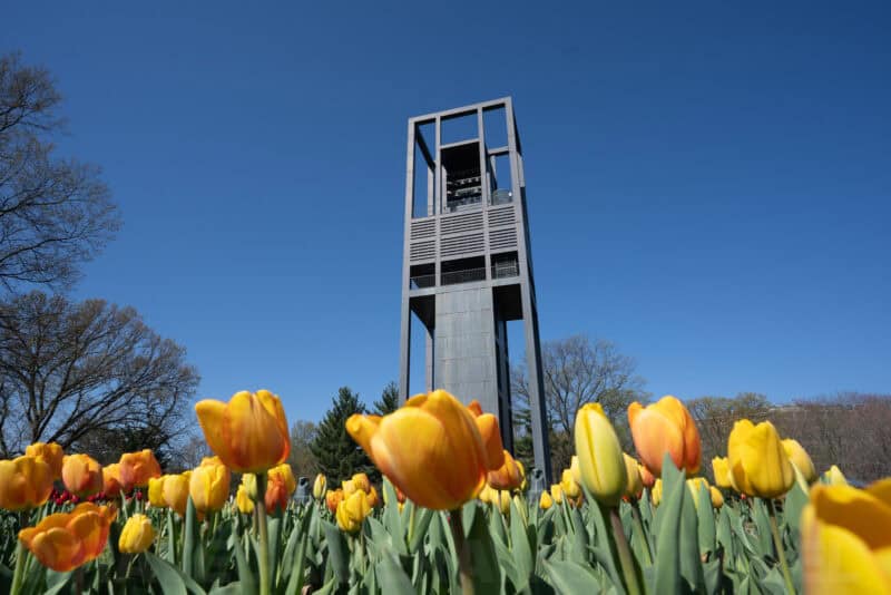 Netherlands Carillon tower rising behind a field of orange and yellow tulips against blue sky