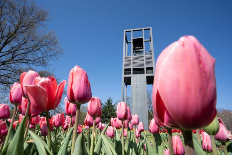 Netherlands Carillon tower framed by pink tulips in the foreground under clear sky