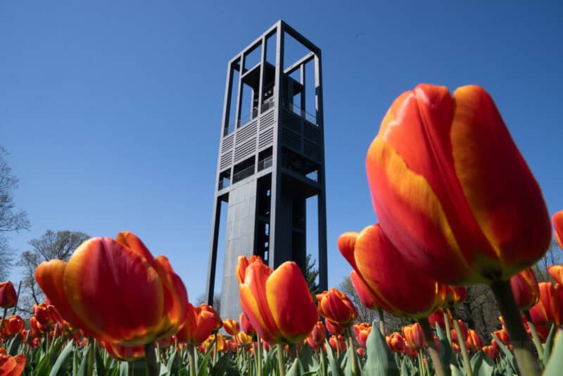 Netherlands Carillon tower viewed low through vivid orange and red tulips in full bloom